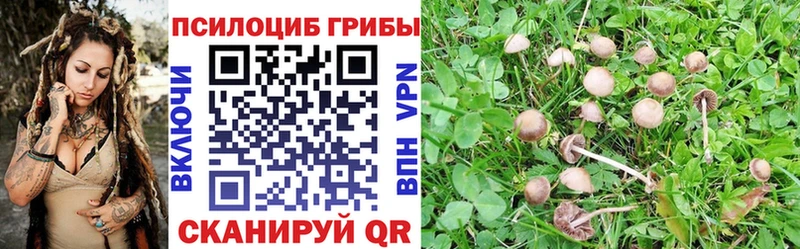 Галлюциногенные грибы мицелий  где купить   Нефтегорск 